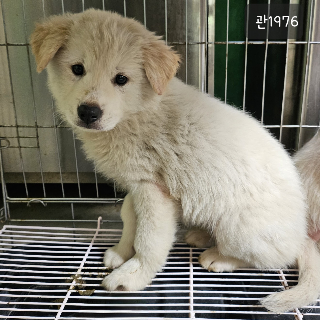 고양시동물보호센터_441394202301976